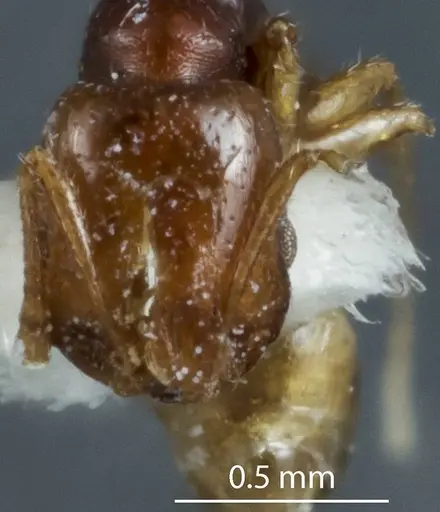 Chelaner durokoppinensis specimen JDM32-003548 image jdm32-003548_2