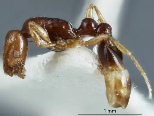 Chelaner durokoppinensis specimen JDM32-003548 image jdm32-003548_3