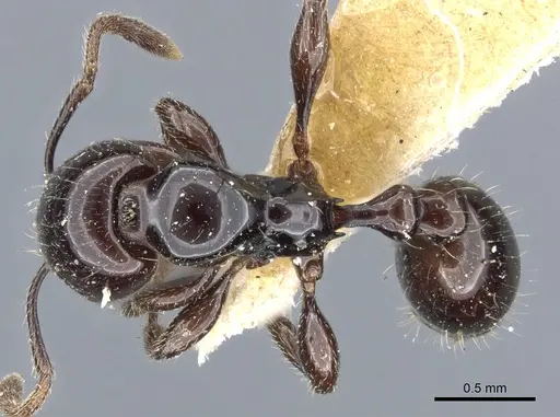Chelaner edentatus specimen CASENT0904569 image casent0904569_1