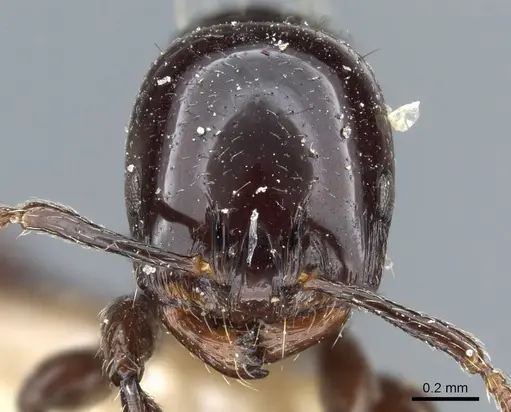 Chelaner edentatus specimen CASENT0904569 image casent0904569_2
