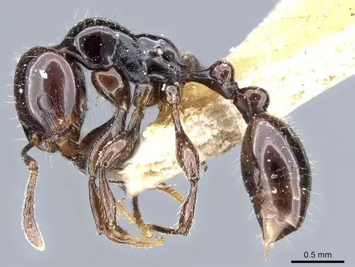 Chelaner edentatus specimen CASENT0904569 image casent0904569_3