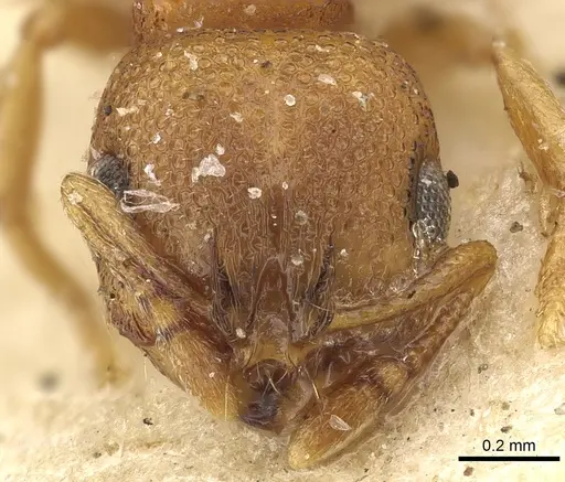 Chelaner elegantulus specimen CASENT0902300 image casent0902300_2