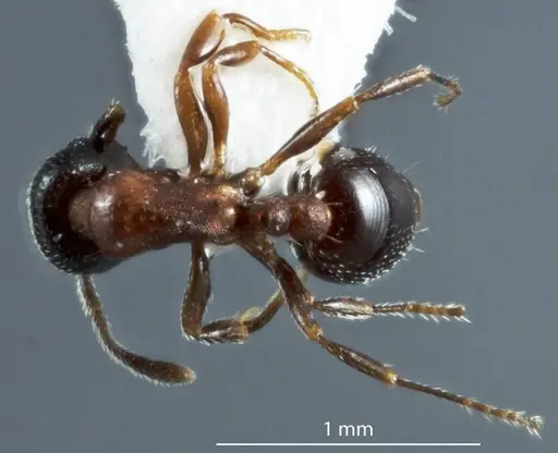 Chelaner falcatus specimen JDM32-003562 image jdm32-003562_1