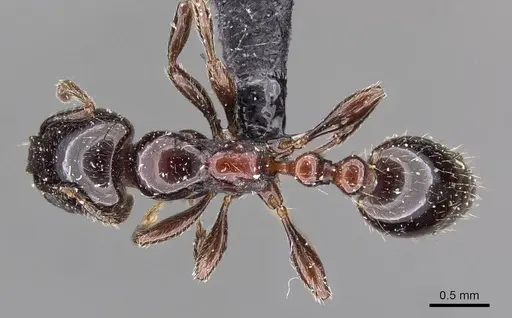 Chelaner gilberti specimen CASENT0908672 image casent0908672_1