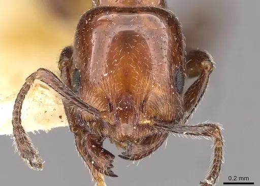 Chelaner gilberti specimen CASENT0908673 image casent0908673_2