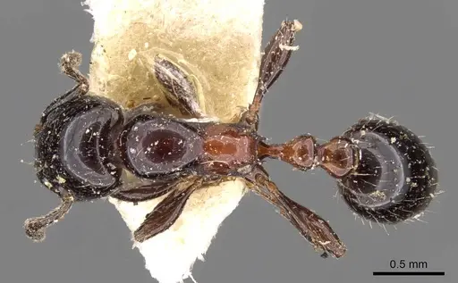 Chelaner gilberti specimen CASENT0908674 image casent0908674_1