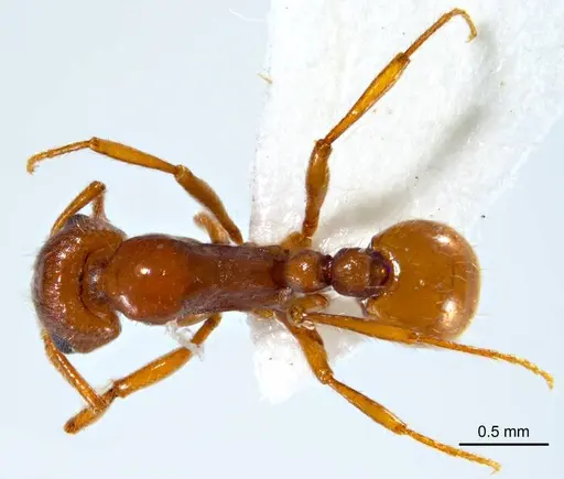 Chelaner insolescens specimen ANTWEB1008678 image antweb1008678_1