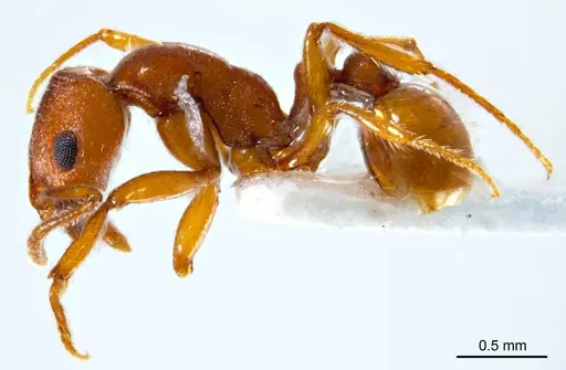 Chelaner insolescens specimen ANTWEB1008678 image antweb1008678_4
