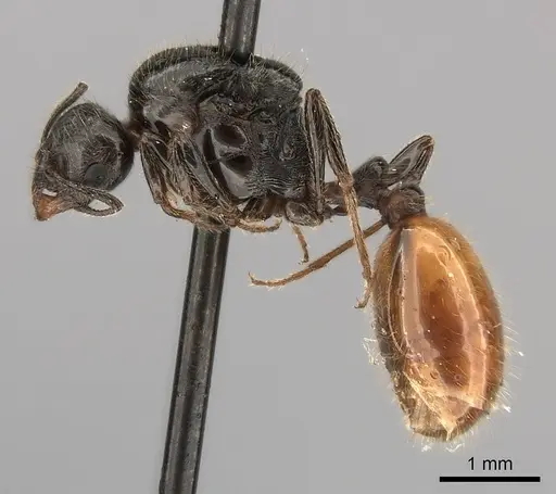 Chelaner kiliani specimen CASENT0217886 image casent0217886_3