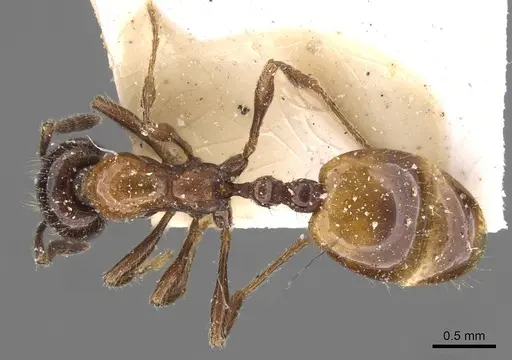 Chelaner kiliani specimen CASENT0908676 image casent0908676_1