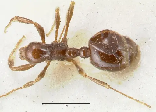 Chelaner kiliani specimen FOCOL1711 image focol1711_1