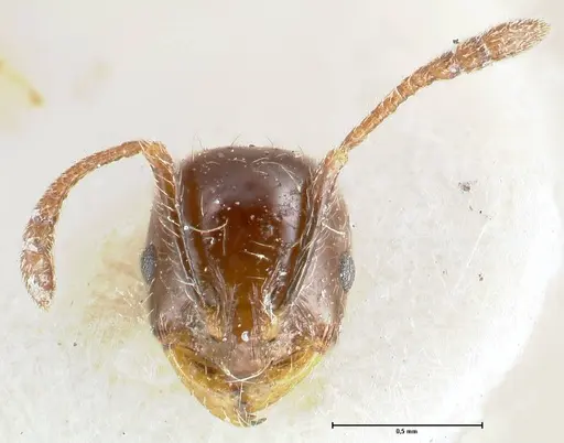 Chelaner kiliani specimen FOCOL1711 image focol1711_2
