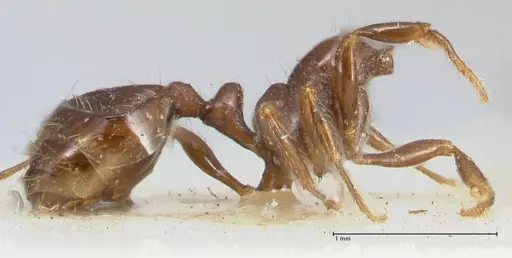 Chelaner kiliani specimen FOCOL1711 image focol1711_4