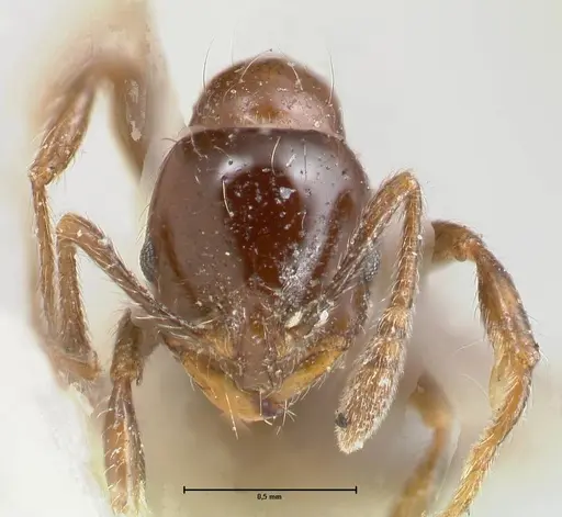 Chelaner kiliani specimen FOCOL1712 image focol1712_2