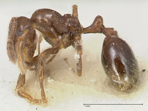 Chelaner kiliani specimen FOCOL1712 image focol1712_3