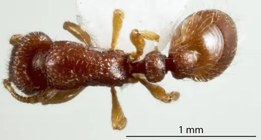 Chelaner lacunosus specimen ANTWEB1041202 image antweb1041202_1