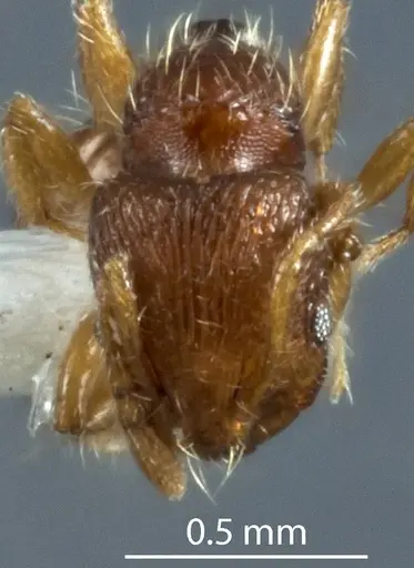 Chelaner lacunosus specimen ANTWEB1041202 image antweb1041202_2