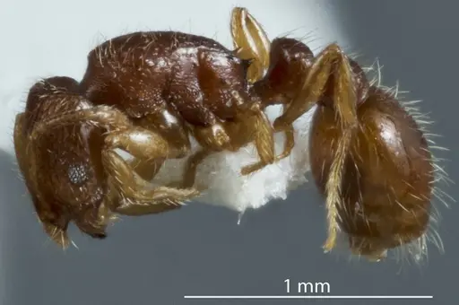 Chelaner lacunosus specimen ANTWEB1041202 image antweb1041202_3