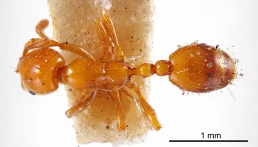 Chelaner leae specimen ANTWEB1008203 image antweb1008203_1