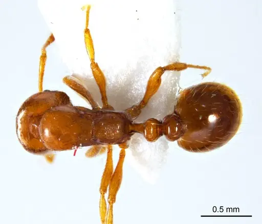 Chelaner leae specimen ANTWEB1008680 image antweb1008680_1