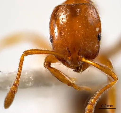 Chelaner leae specimen ANTWEB1008680 image antweb1008680_2