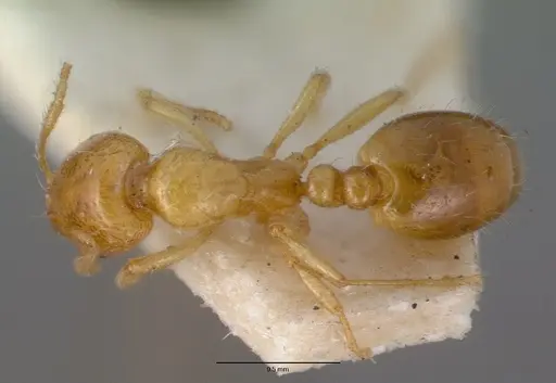 Chelaner leae specimen CASENT0008621 image casent0008621_1