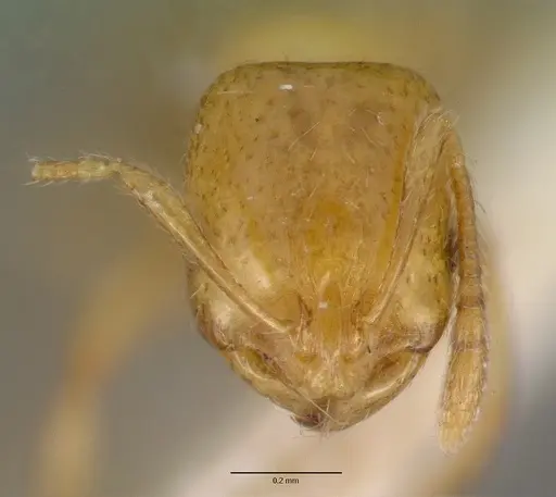 Chelaner leae specimen CASENT0008621 image casent0008621_2