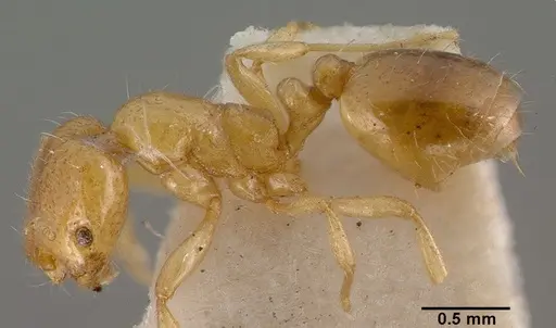 Chelaner leae specimen CASENT0008621 image casent0008621_3