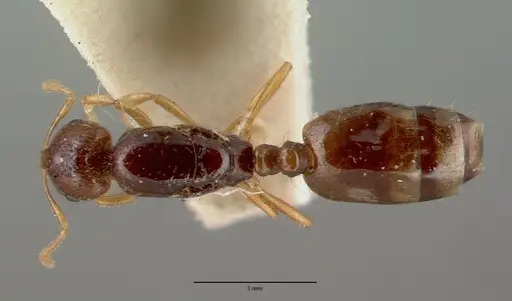 Chelaner leae specimen CASENT0008622 image casent0008622_1