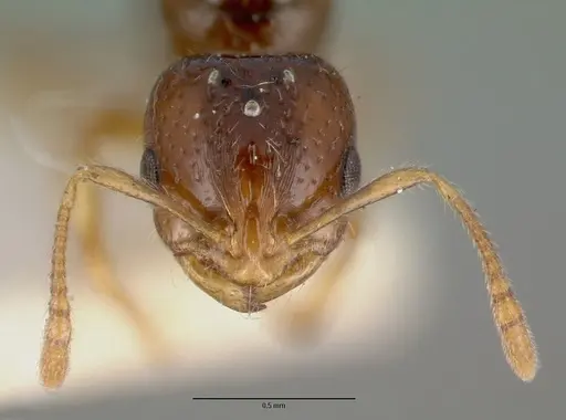 Chelaner leae specimen CASENT0008622 image casent0008622_2