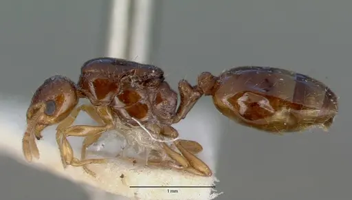 Chelaner leae specimen CASENT0008622 image casent0008622_3