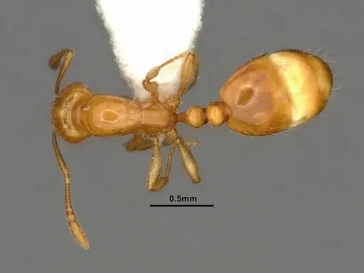 Chelaner leae specimen CASENT0884283 image casent0884283_1