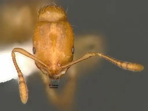 Chelaner leae specimen CASENT0884283 image casent0884283_2