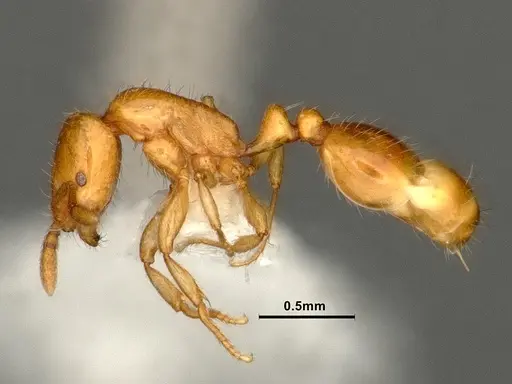 Chelaner leae specimen CASENT0884283 image casent0884283_3