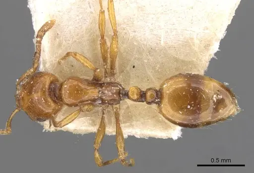 Chelaner leae specimen CASENT0908678 image casent0908678_1