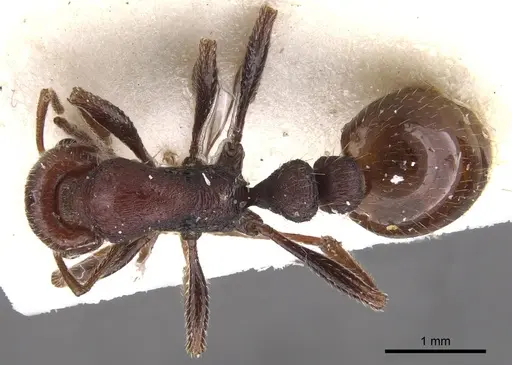 Chelaner legulus specimen CASENT0902312 image casent0902312_1