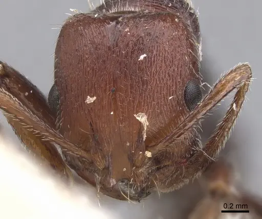 Chelaner legulus specimen CASENT0902312 image casent0902312_2