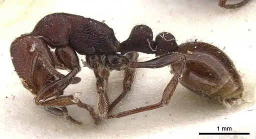 Chelaner legulus specimen CASENT0902312 image casent0902312_3