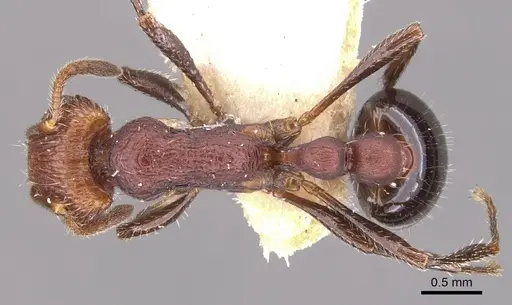 Chelaner longinodis specimen CASENT0902313 image casent0902313_1