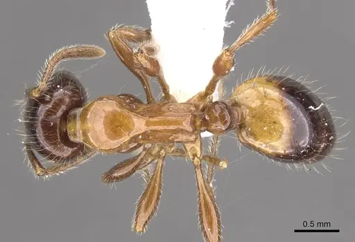 Chelaner nightcapensis specimen CASENT0902317 image casent0902317_1
