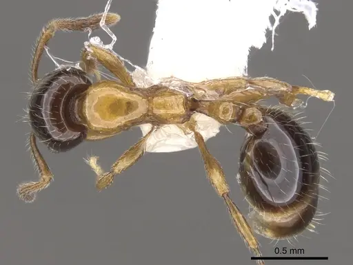 Chelaner nigriceps specimen CASENT0902318 image casent0902318_1