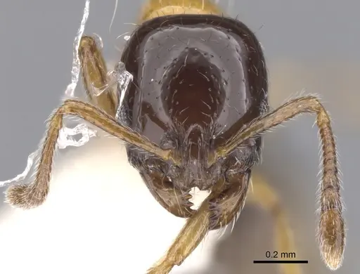 Chelaner nigriceps specimen CASENT0902318 image casent0902318_2