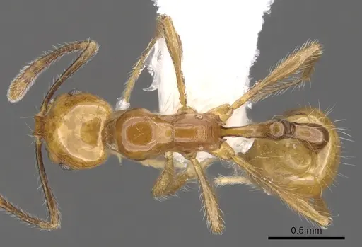 Chelaner petiolatus specimen CASENT0902319 image casent0902319_1