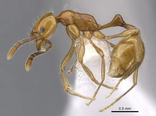 Chelaner petiolatus specimen CASENT0902319 image casent0902319_3