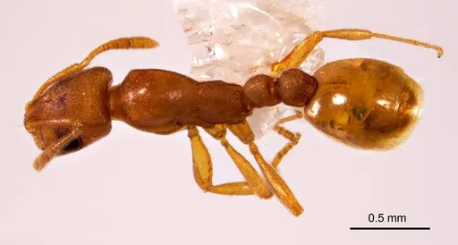 Chelaner punctulatus specimen ANTWEB1008681 image antweb1008681_1