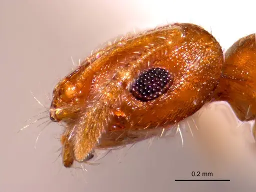 Chelaner punctulatus specimen ANTWEB1008681 image antweb1008681_3