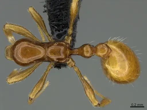 Chelaner rubriceps specimen CASENT0191000 image casent0191000_1