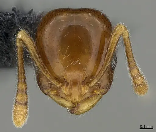Chelaner rubriceps specimen CASENT0191000 image casent0191000_2