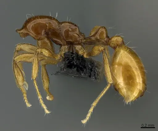 Chelaner rubriceps specimen CASENT0191000 image casent0191000_3