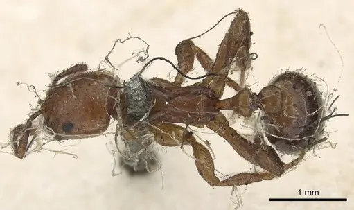 Chelaner rubriceps specimen CASENT0902285 image casent0902285_1